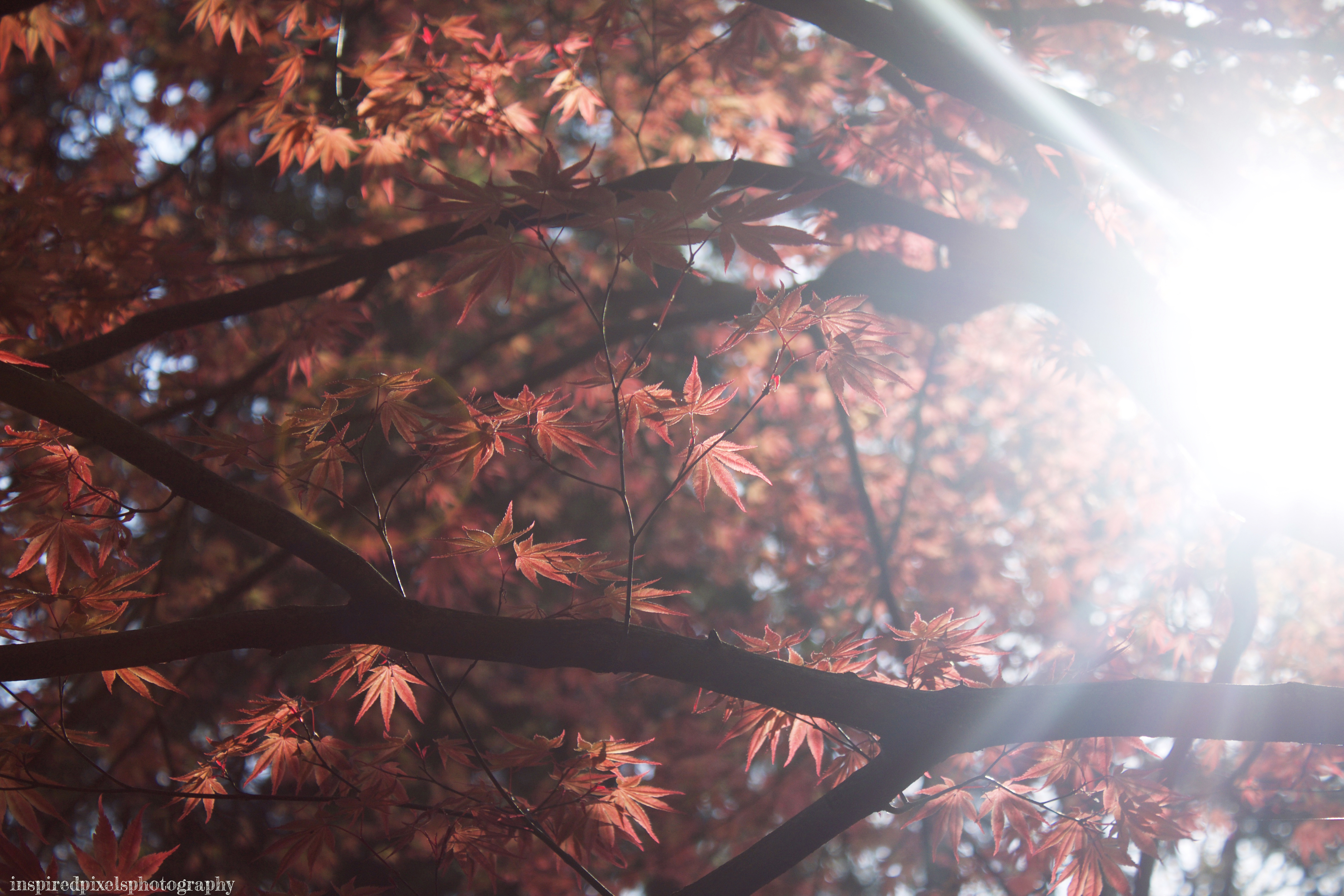 Sunlit Stanley Park